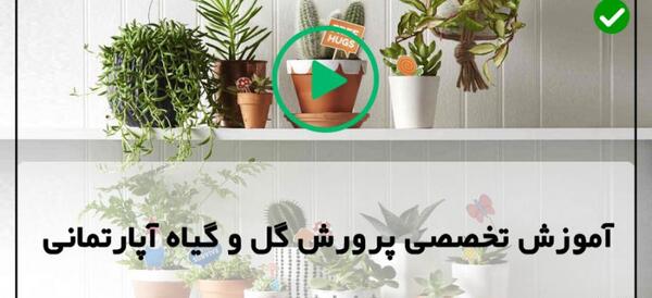 عکس گل پدیلانتوس