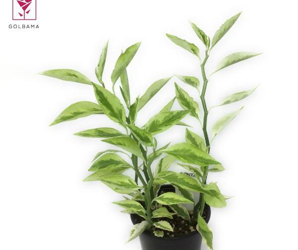 عکس گل پدیلانتوس