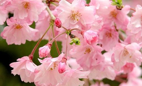 عکس های ژاپنی انیمه
