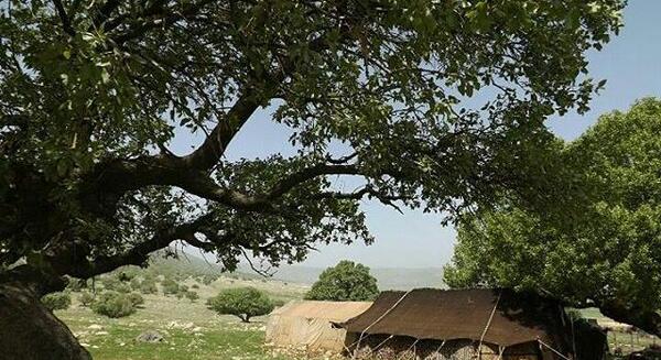 عکس سیاه چادر عشایر