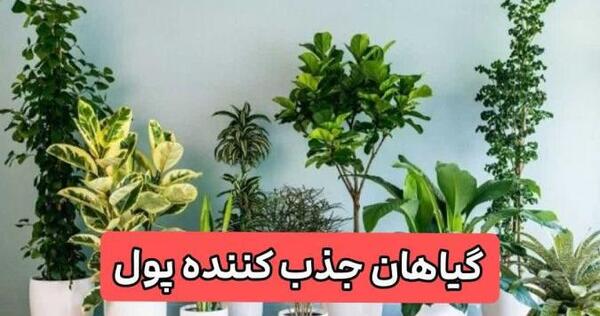 عکس گل ثروت ساز