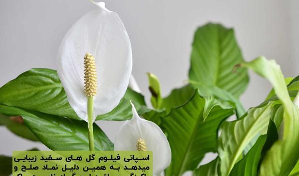 عکس گل ثروت ساز