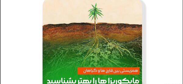 عکس گل اشک ملکه