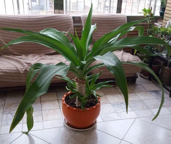 عکس گل اشک ملکه