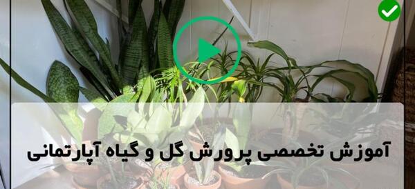 عکس گل اشک ملکه