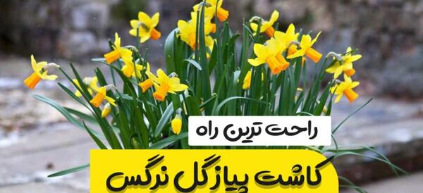 عکس گل اشک ملکه