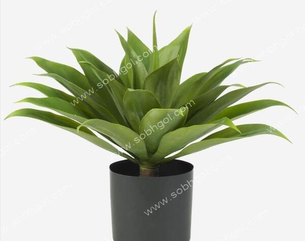 عکس گل اشک ملکه