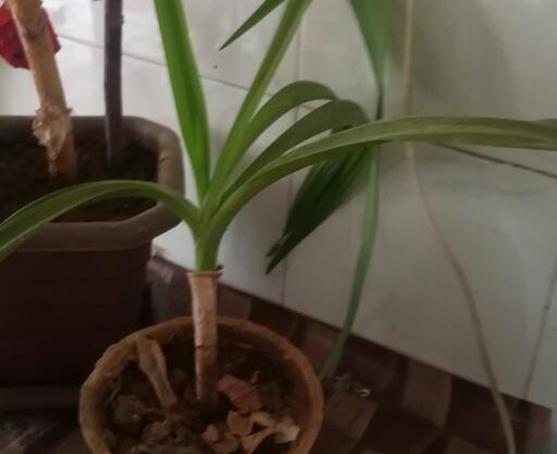 عکس گل اشک ملکه