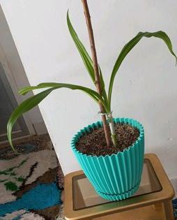 عکس گل اشک ملکه