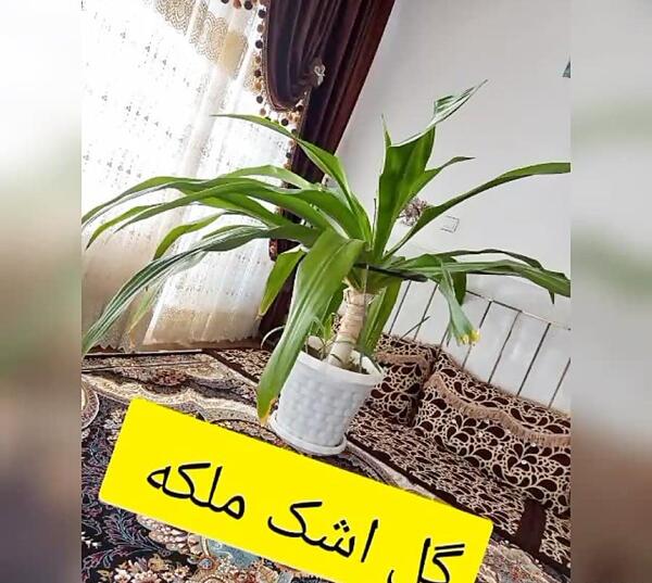 عکس گل اشک ملکه