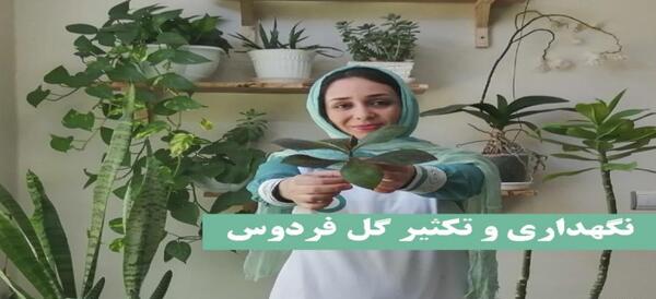 عکس گل فردوس بزرگ