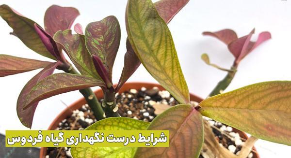 عکس گل فردوس بزرگ