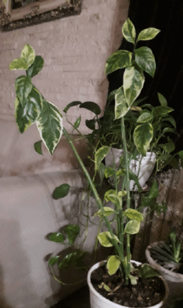 عکس گل فردوس بزرگ