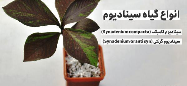 عکس گل فردوس بزرگ