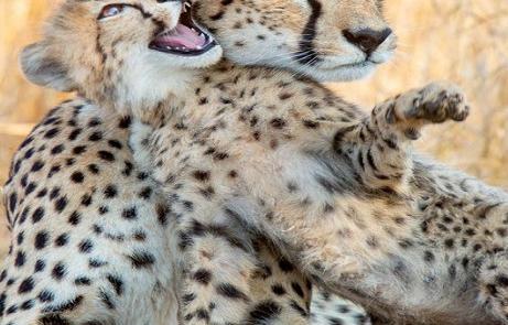 عکس های یوزپلنگ مشکی