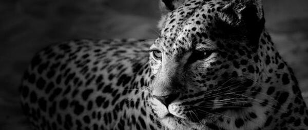 عکس های یوزپلنگ مشکی