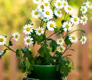 عکس گل های ظریف