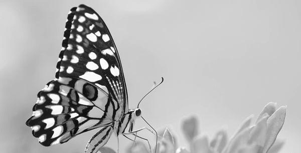 عکس سیاه پروانه