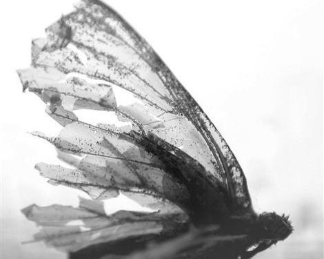 عکس سیاه پروانه