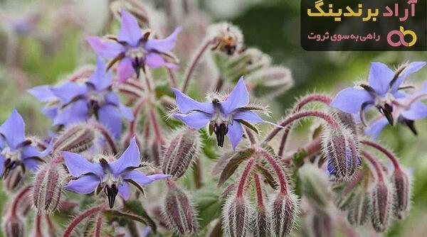 عکس گل گاو زبان کوهی