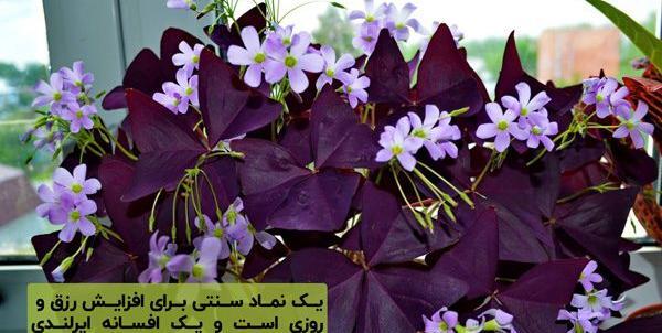 عکس گل خوشبختی