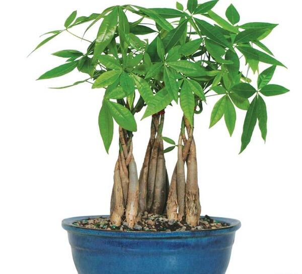 عکس گل خوشبختی