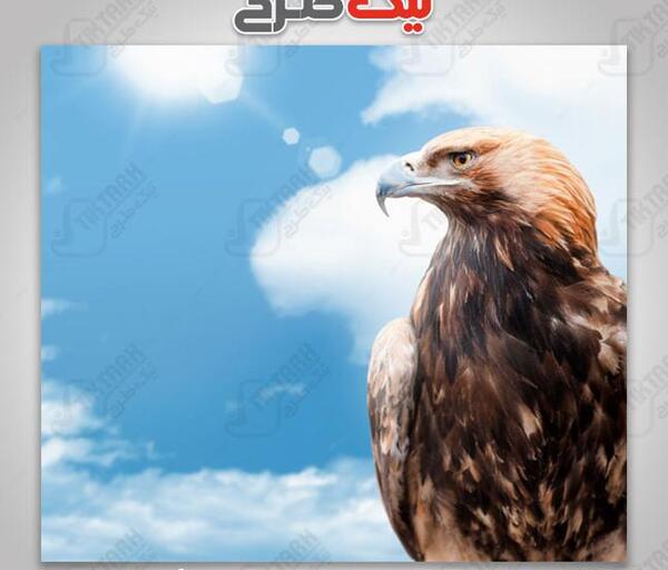 عکس گرافیکی عقاب