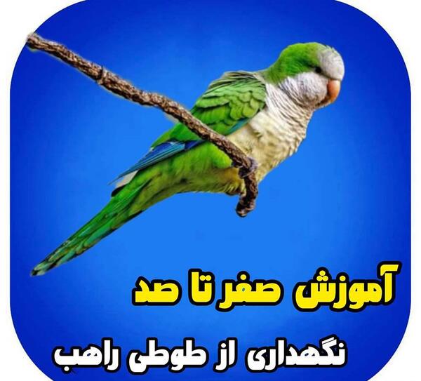 عکس طوطی راهب آبی