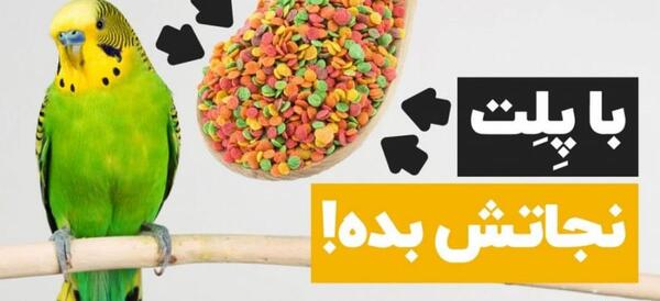 عکس طوطی گرینویچ