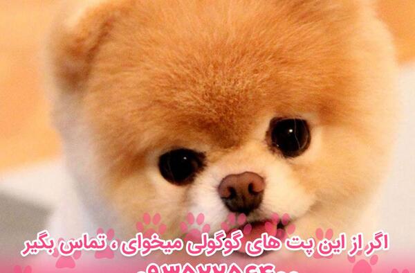 عکس سگ پامرانین با قیمت