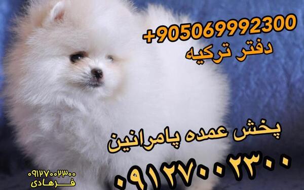عکس سگ پامرانین با قیمت