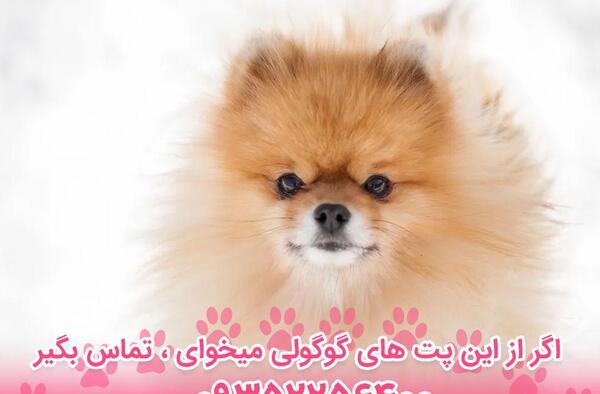 عکس سگ پامرانین با قیمت
