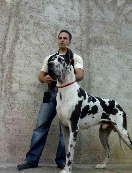 عکس سگ دوبرمن ایرانی