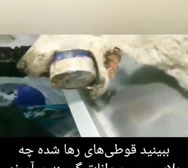 عکس عنکبوت فیلم
