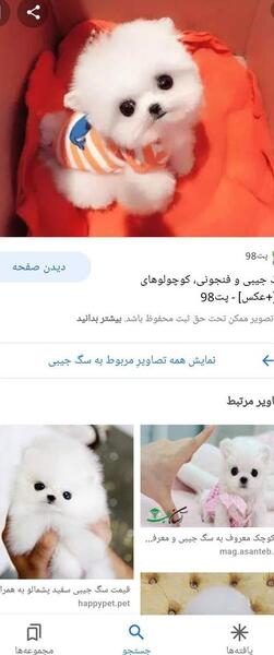 عکس سگ شیتزو ایران