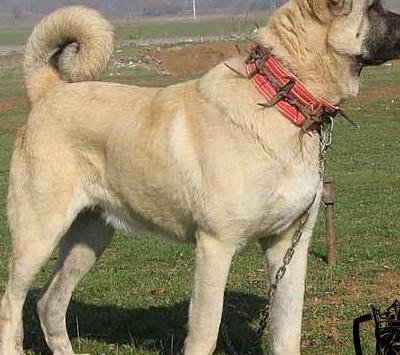 عکس سگ شیتزو ایران