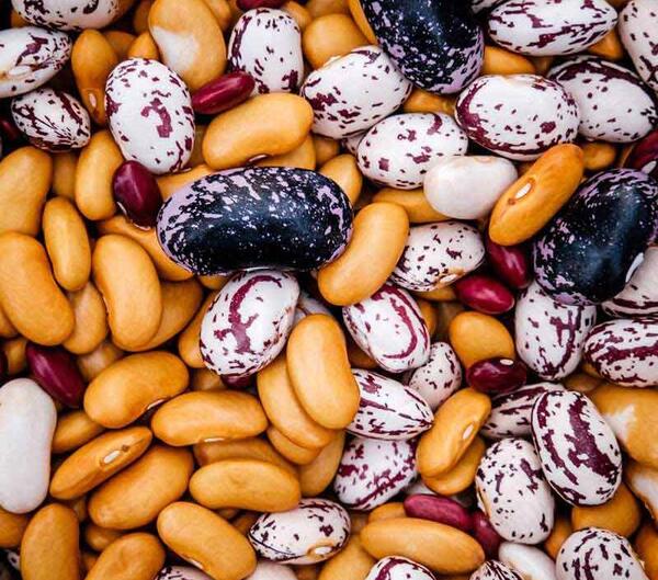 عکس لوبیا چیتی