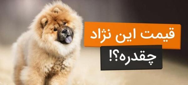 عکس سگ های مالتیز