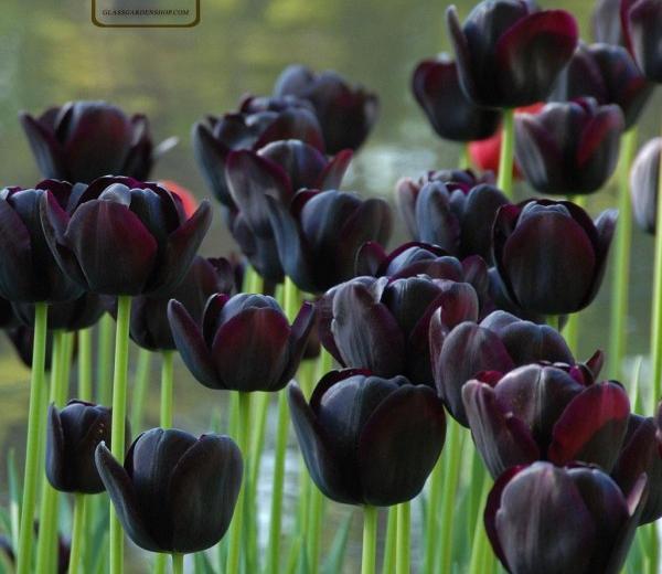 عکس سیاه لگویی