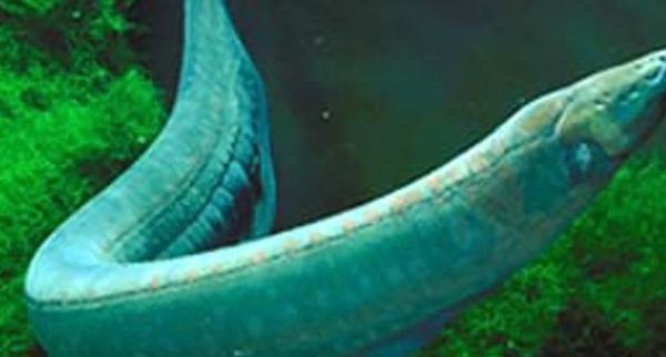 عکس مار ماهی ترسناک