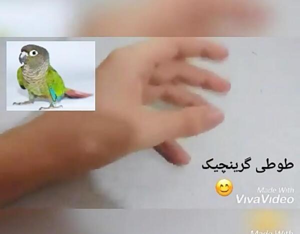 عکس طوطی گرینچیک نر