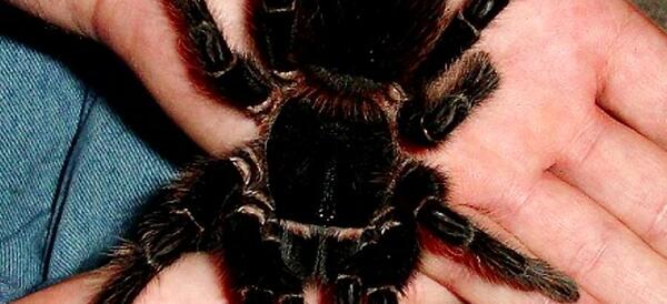 عکس عنکبوت های بزرگ