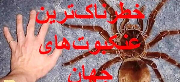 عکس عنکبوت های بزرگ