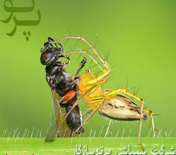 عکس غذای عنکبوت