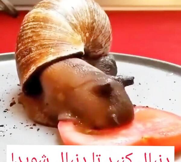 عکس غذای عنکبوت