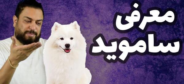 عکس سگ سامویید سفید