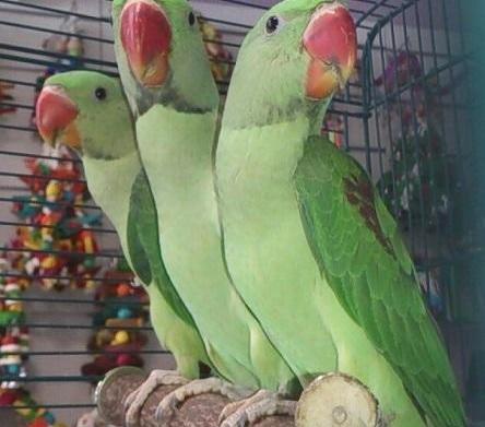 عکس طوطی فروش