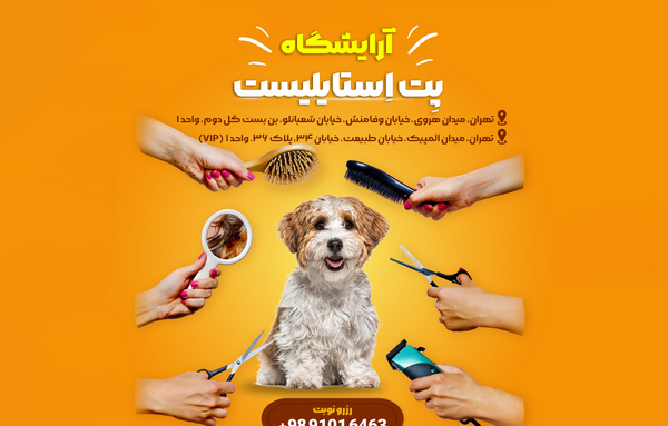 عکس سگ شیتزو کوچک