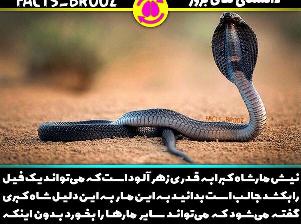 عکس مار شاه کبرا