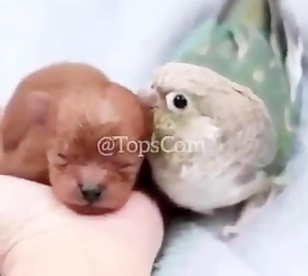 عکس قلاده طوطی